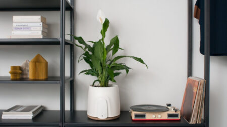 This plant pot doubles up as air purifier